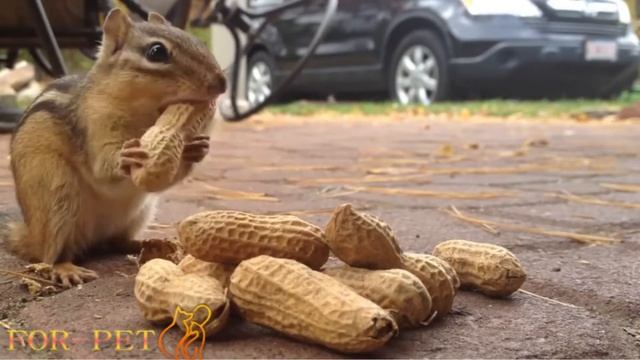 Запасливые бурундучки смотреть онлайн