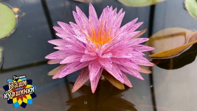 Нимфея Diamond сrown (Бриллиантовая корона), чемпион iwgs 2022, кувшинка, waterlily, водные растени смотреть онлайн