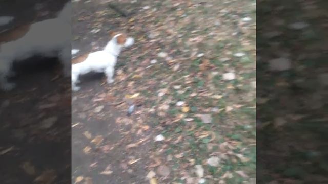 🐤🐞Прогулка с собакой 💙 🐶 🐰 смотреть онлайн