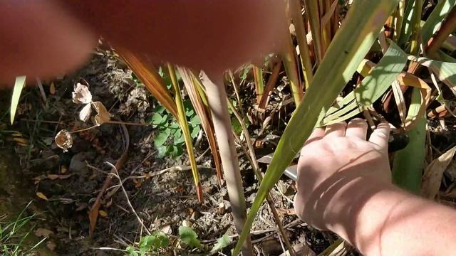 How to prune crocosmia after flowering смотреть онлайн