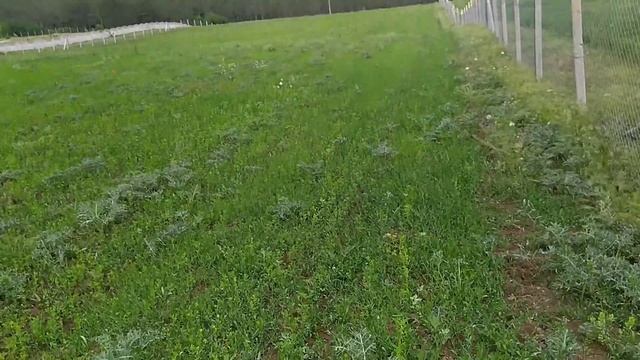 Люцерна Джеа 64 день роста Ура прошли дожди!!! смотреть онлайн