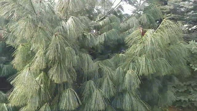 Сосна гімалайська.Pinus wallichiana смотреть онлайн