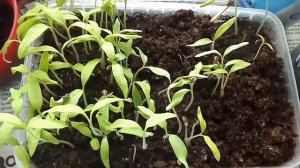 ПРОПАДАЕТ РАССАДА !!! ПОМОГИТЕ!!! ЧЁРНАЯ НОЖКА НА ПОМИДОРАХ!!!