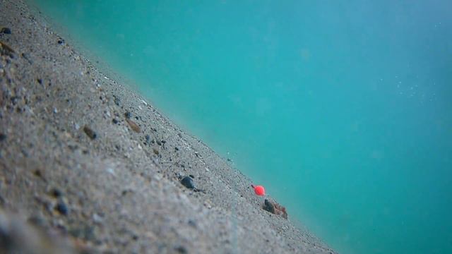 Single round bead with ragworm смотреть онлайн
