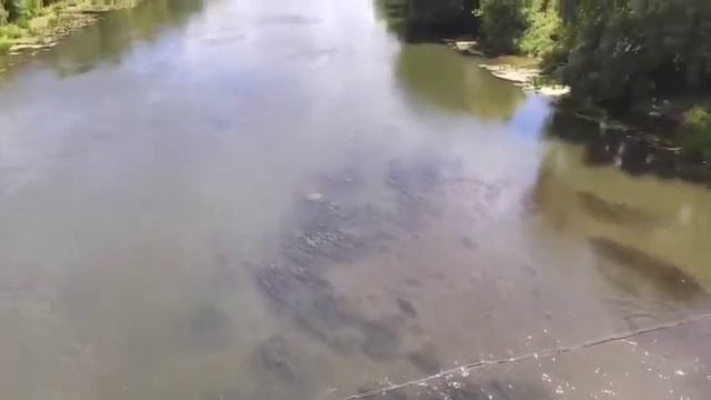 Река красивая меча вид с Троекуровского моста, - лето 2020г. смотреть онлайн