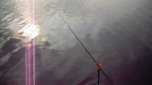 Электронный сигнализатор поклёвки на фидер ловит леща