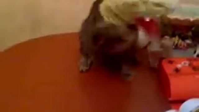 Кот Дракон Cat evil dragon ) смотреть онлайн