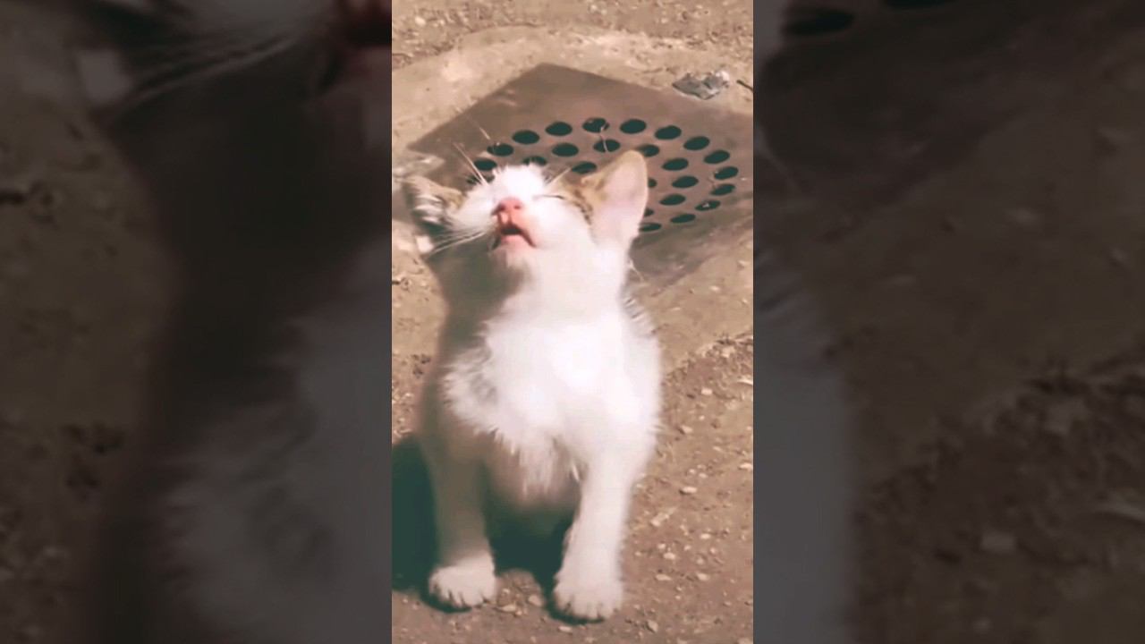 ▷Сонный котик◁ смотреть онлайн