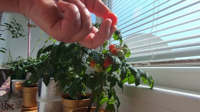 МИКРОН-НК ОРАНЖЕВЫЙ, КРАСНЫЙ // УРОЖАЙ МИКРО ТОМАТОВ НА БАЛКОНЕ смотреть онлайн