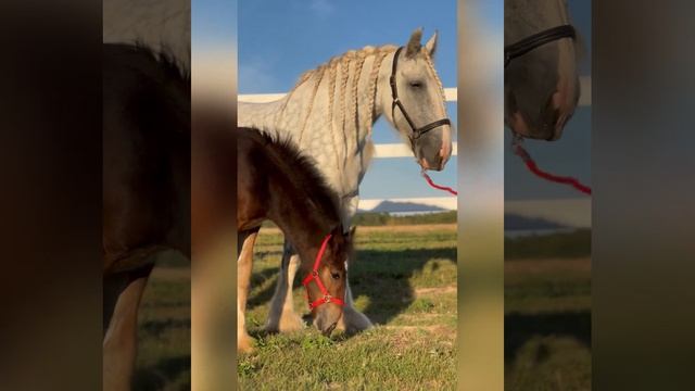 очень красивая Шая и юный жеребчик Мажор: порода шайр смотреть онлайн