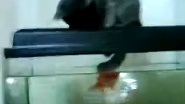 Кот ловит рыбу ) смотреть онлайн