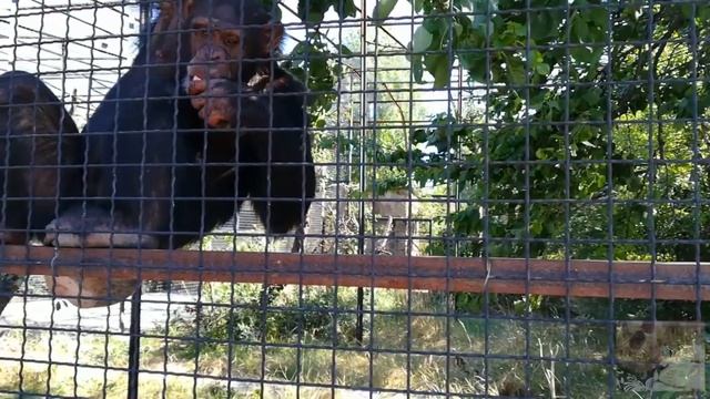 Африканские страсти в Крымском Тайгане. African passions in Crimean Taigan. смотреть онлайн