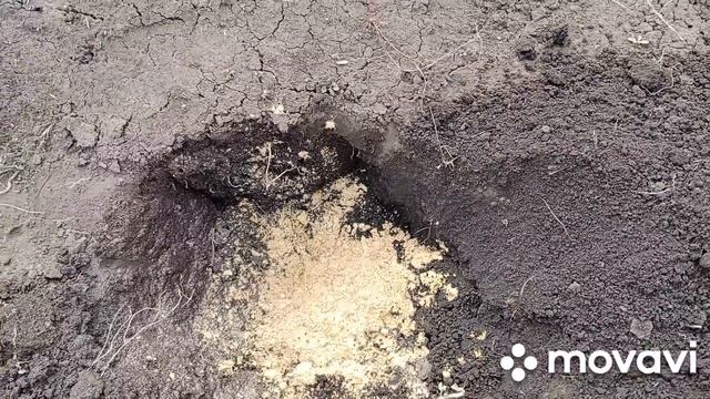 ЖИЗНЬ В ДЕРЕВНЕ/Работаем в огороде.Сажаю ГОЛУБИКУ, РОЗУ. ЧЕСНОК посадила.На УЖИН САЛАТ из свеклы . смотреть онлайн