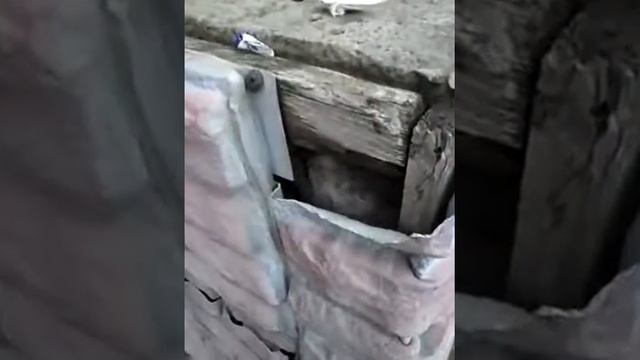 Парапеты крыльца из прекрасных и мощных, шопипец, кирпичей :D смотреть онлайн