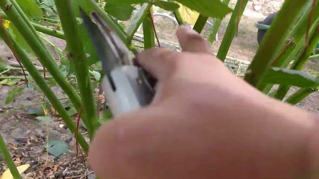 Подготовка Еживики к зимовки ОБРЕЗКА/ПОДКОРМКА смотреть онлайн