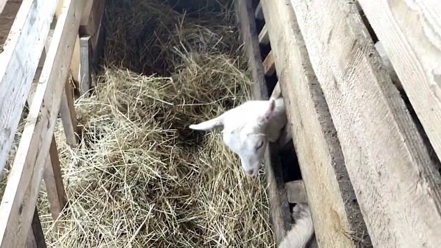Профилактика кетоза и вздутий у коз//Копеечное средство, чтобы молоко не портилось смотреть онлайн