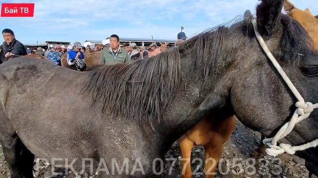 КУЛУНДУУ БЭЭЛЕР| Байтал Тай баалары ? смотреть онлайн