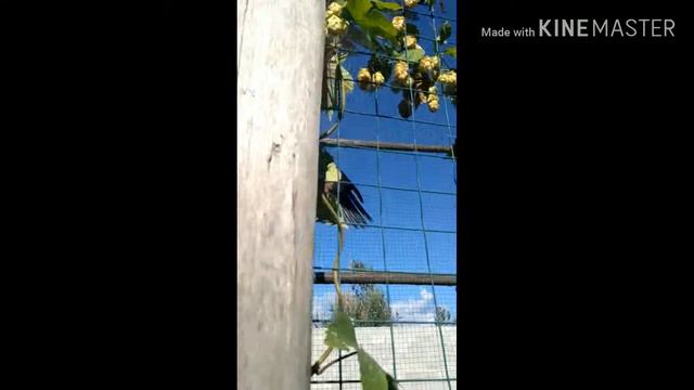 Зоопарк тюрьма для животных смотреть онлайн