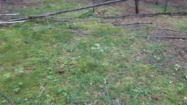 Груздь настоящий - сбор в заколдованном лесу белый груздь, сырой груздь, мокрый груздь, правский, смотреть онлайн