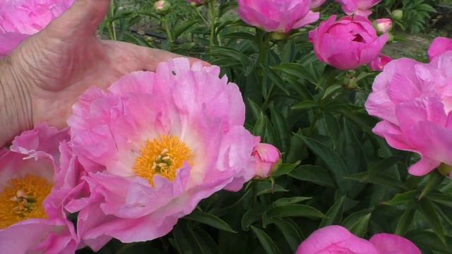 пион Pillow Dreams