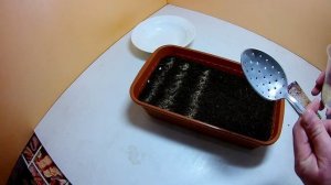 Посев семян сельдерея на рассаду Как посеять корневой сельдерей на рассаду двумя способами