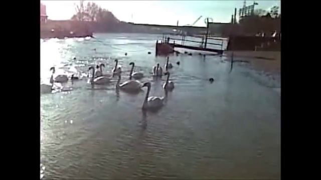 ⚓ shipspotting Frankfurt/Main: MB ADLER ENI 05040480 (WSA Aschaffenburg) смотреть онлайн