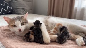 Мама-кошка родила 4 котят [Первые часы жизни малышей]