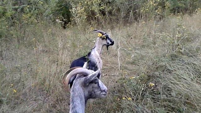 Учимся ходить строем. смотреть онлайн