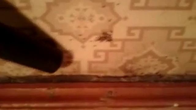 Охота на маравьев смотреть онлайн