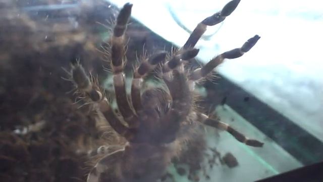 Паук-птицеед Acanthoscurria geniculata. смотреть онлайн