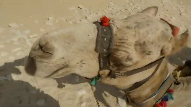 Ahiram · Keosz & Trilo (Egypt, Pyramids of Giza) / 1655G FX30 Slog3 4K (VIDEOTEST) смотреть онлайн