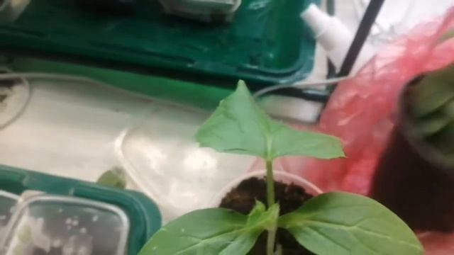 Семена Алтая огурцы Корюшка, Семеро Козлят, независимое тестирование, через 18 дней после посева смотреть онлайн