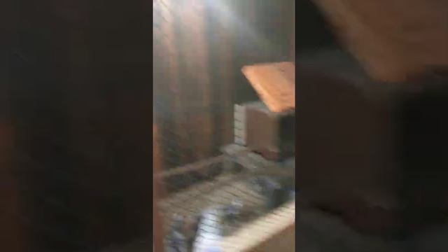 Курятник из старой бани смотреть онлайн