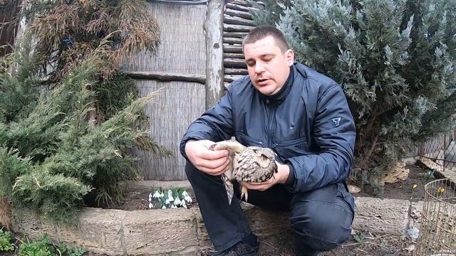 Ушастая Сова. Asio Otus. Наши приключения с совой. Найдена сова. Одесский зоопарк. зоозащитники. смотреть онлайн