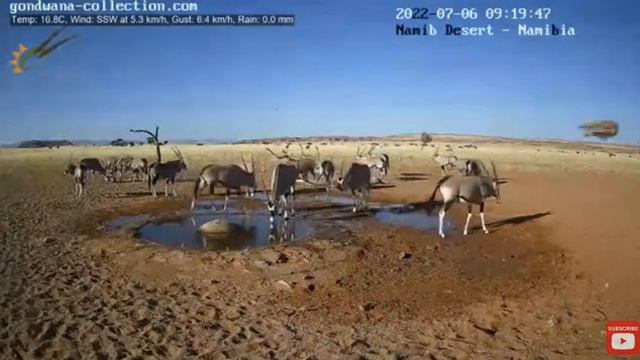 Владыка над птицами в пустыне Намиб у водопоя. смотреть онлайн