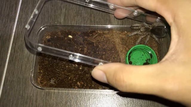 WATERING my TARANTULAS !!! смотреть онлайн