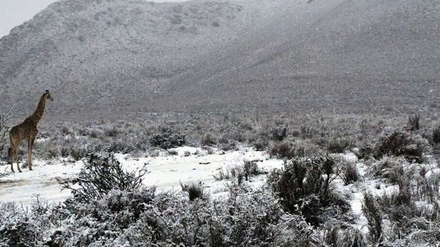 Snow in Africa. Снег в Африке, аномальная погода! смотреть онлайн