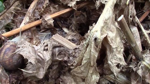 РАСТОРПША ПОСЛЕ СБОРА СЕМЯН. ЧТО ДЕЛАТЬ С КУСТОМ? смотреть онлайн