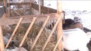 Новая кормушка для коз