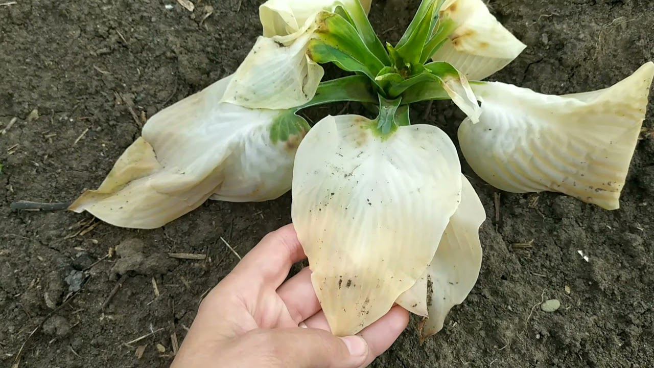 VLOG:ДАЧНЫЙ ВЛОГ/ПРИЕХАЛИ НА ДАЧУ ПОСЛЕ ЗАМОРОЗКОВУБОРКА ДАЧИЕЖЕДНЕВНЫЕ ВЛОГИ/ВЛОГИ КАЖДЫЙ ДЕНЬ смотреть онлайн