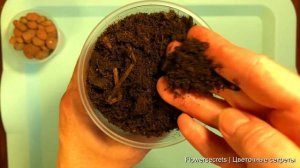 ИДЕАЛЬНЫЙ ГРУНТ ДЛЯ БЕГОНИИ. Лучший состав для бегонии ампельной, клубневой | flowersecrets