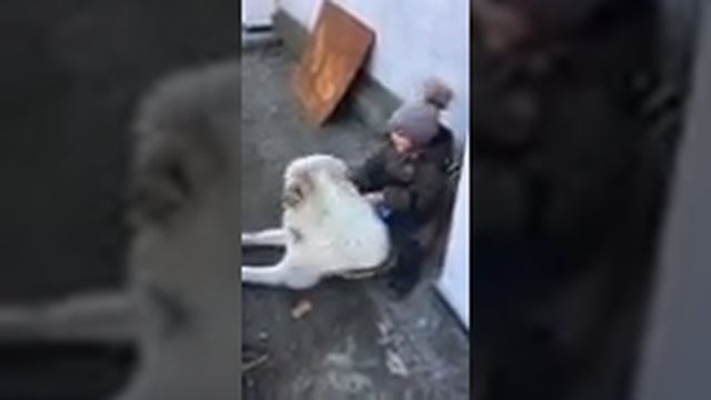 (Alabai and the baby.) Алабай и ребёнок. САО смотреть онлайн