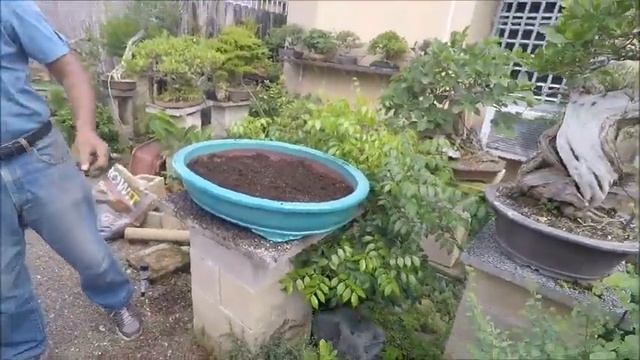 Trasplante Lagerstroemia Indica