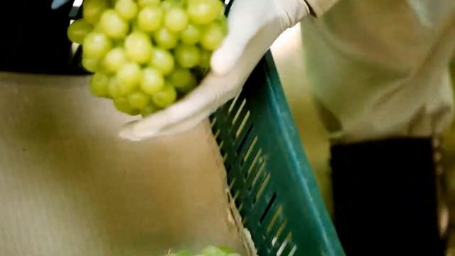 Dakahlia Agriculture Products (Orange - Grapes) смотреть онлайн