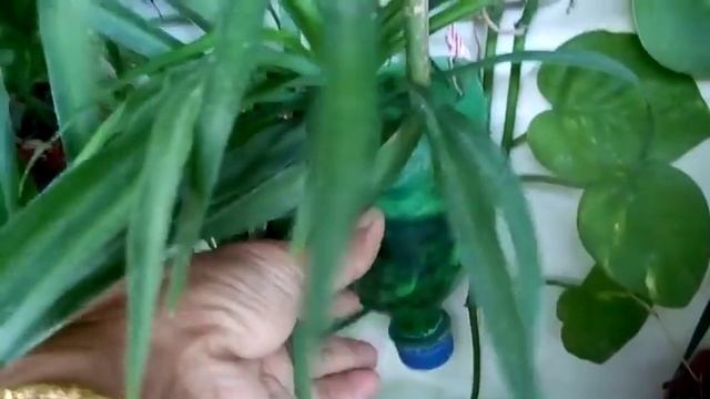 563 - How to grow n care Medicinal Basket Plant (Callisia fragrans) Chain Plant /Inch Plant- 9/11/1 смотреть онлайн