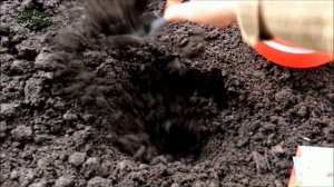 ПОСЛЕ ЭТОГО МОРКОВЬ ВСХОДИТ ЧЕРЕЗ 4-5 ДНЕЙ! Советы от ЗЕЛЕНОГО ОГОРОДА!