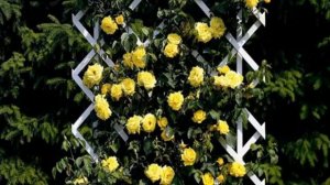 Почему не цветет плетистая роза, а растет в высоту