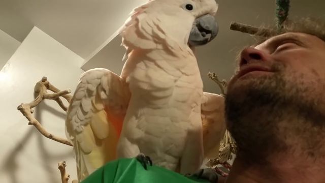 Pebble rules смотреть онлайн