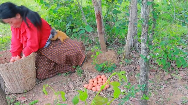women trap chicken for cook- soup chicken and egg for cat & dog- cooking in forest HD смотреть онлайн