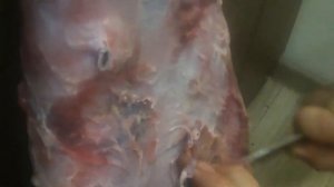 ВЫДЕЛКА шкуры бобра. ЧАСТЬ 1.Миздрение